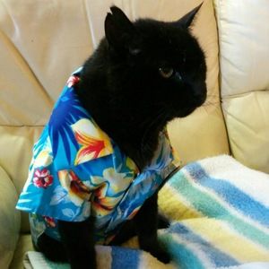 Meet your Posher, Henry